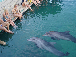 dolphin reef